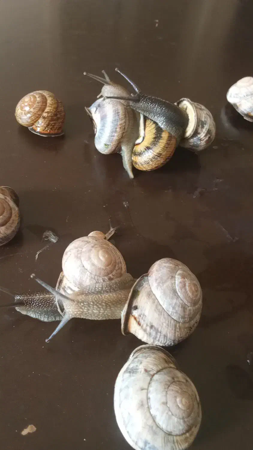 حلزون|خزنده|تهران, دولاب|دیوار