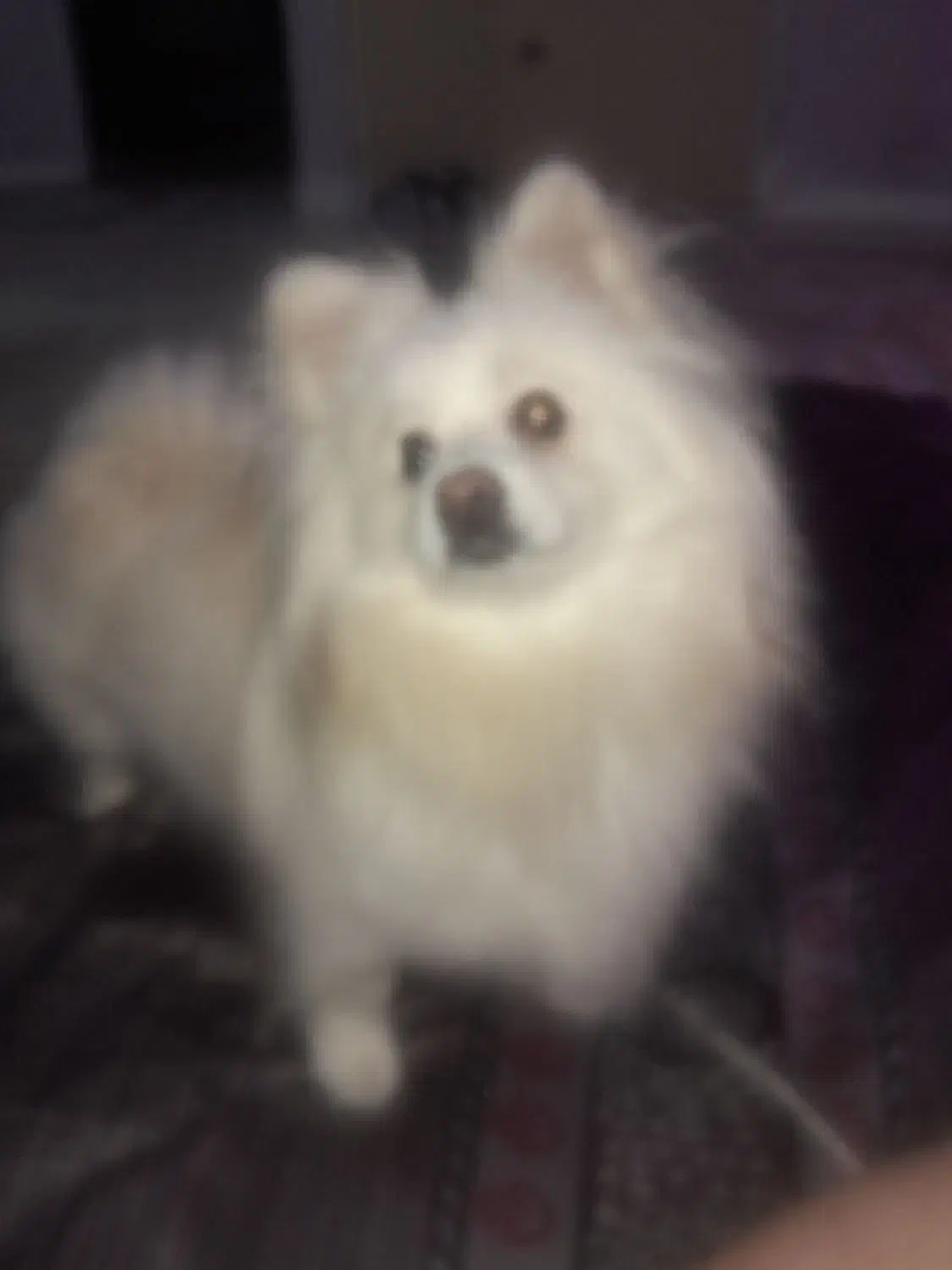 سگ پامر|سگ|فردیس, قریشی|دیوار