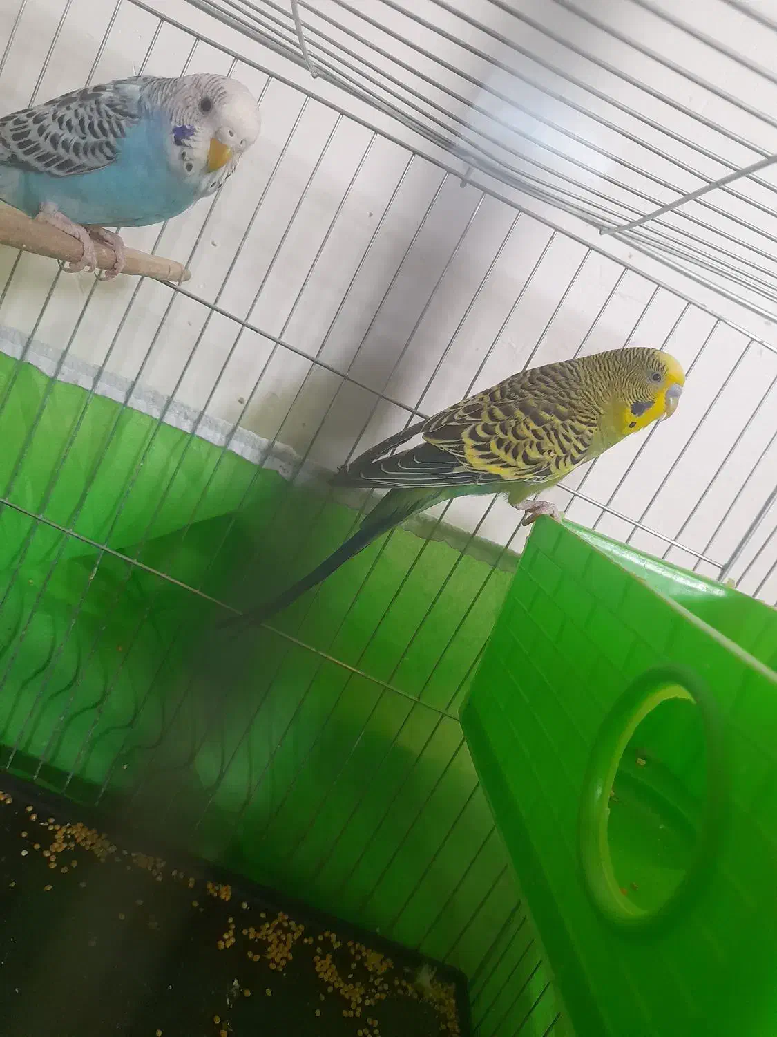 مرغ عشق|پرنده|مسجد سلیمان, |دیوار