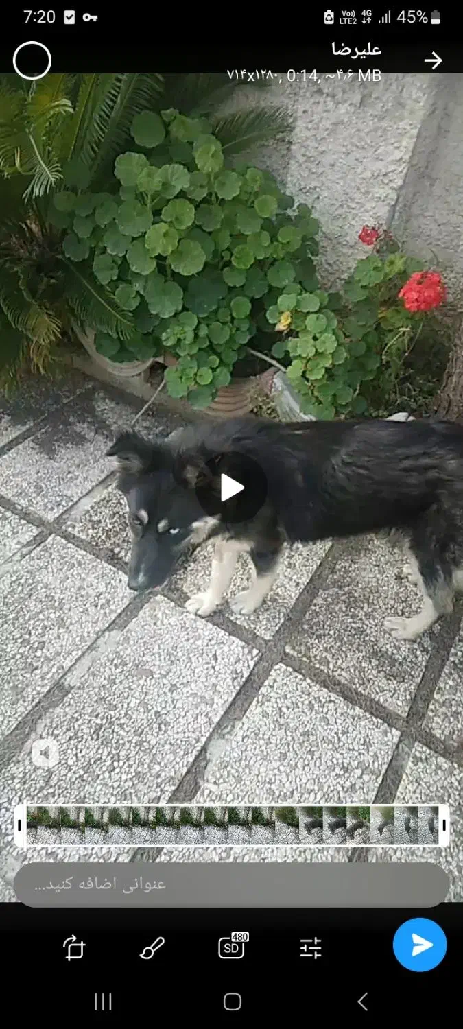 سگ گمشده|حیوانات|سرخرود, |دیوار