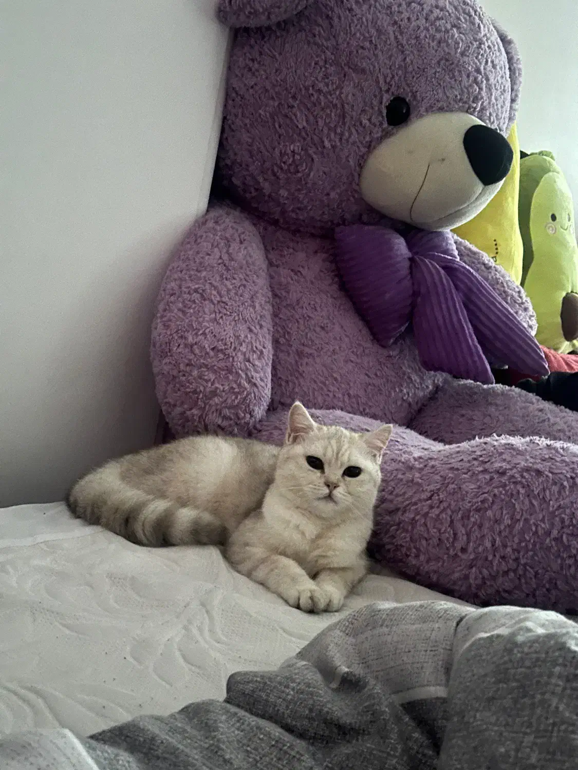 فروش گربه|گربه|قائم‌شهر, |دیوار