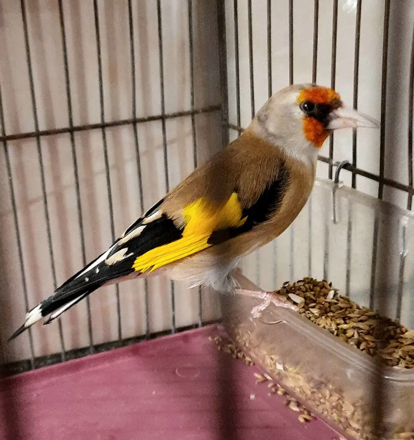 پرنده قفسی|پرنده|همدان, |دیوار