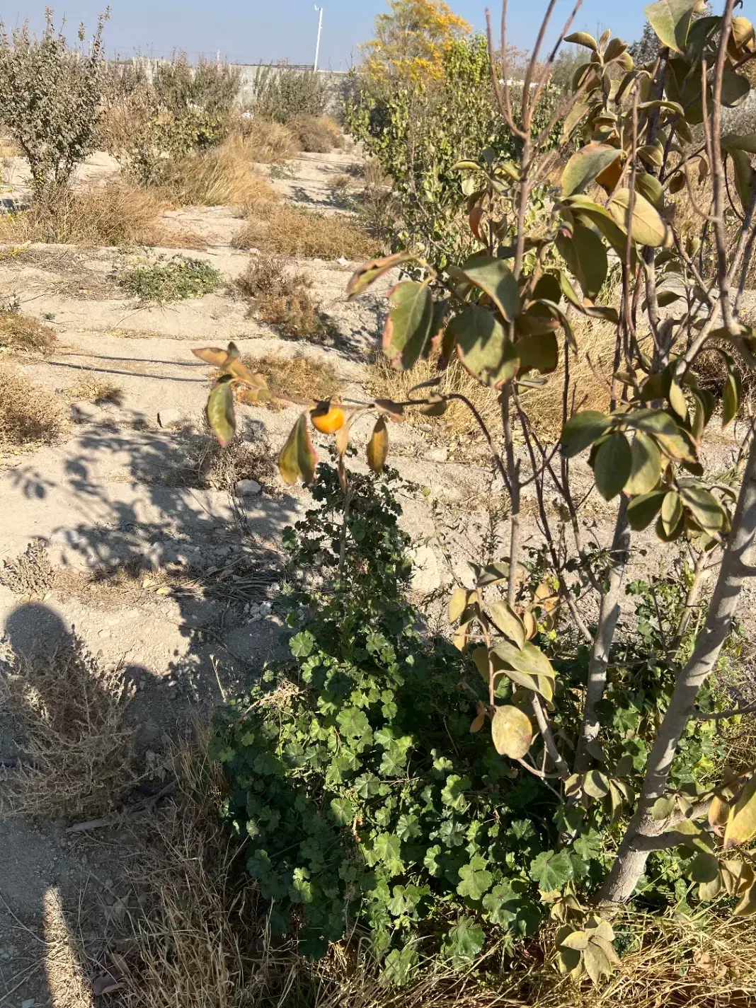 زمین باغی با اقساط بلند مدت شهریارکد۳۱۷|فروش زمین و ملک کلنگی|شهریار, رنگرز|دیوار