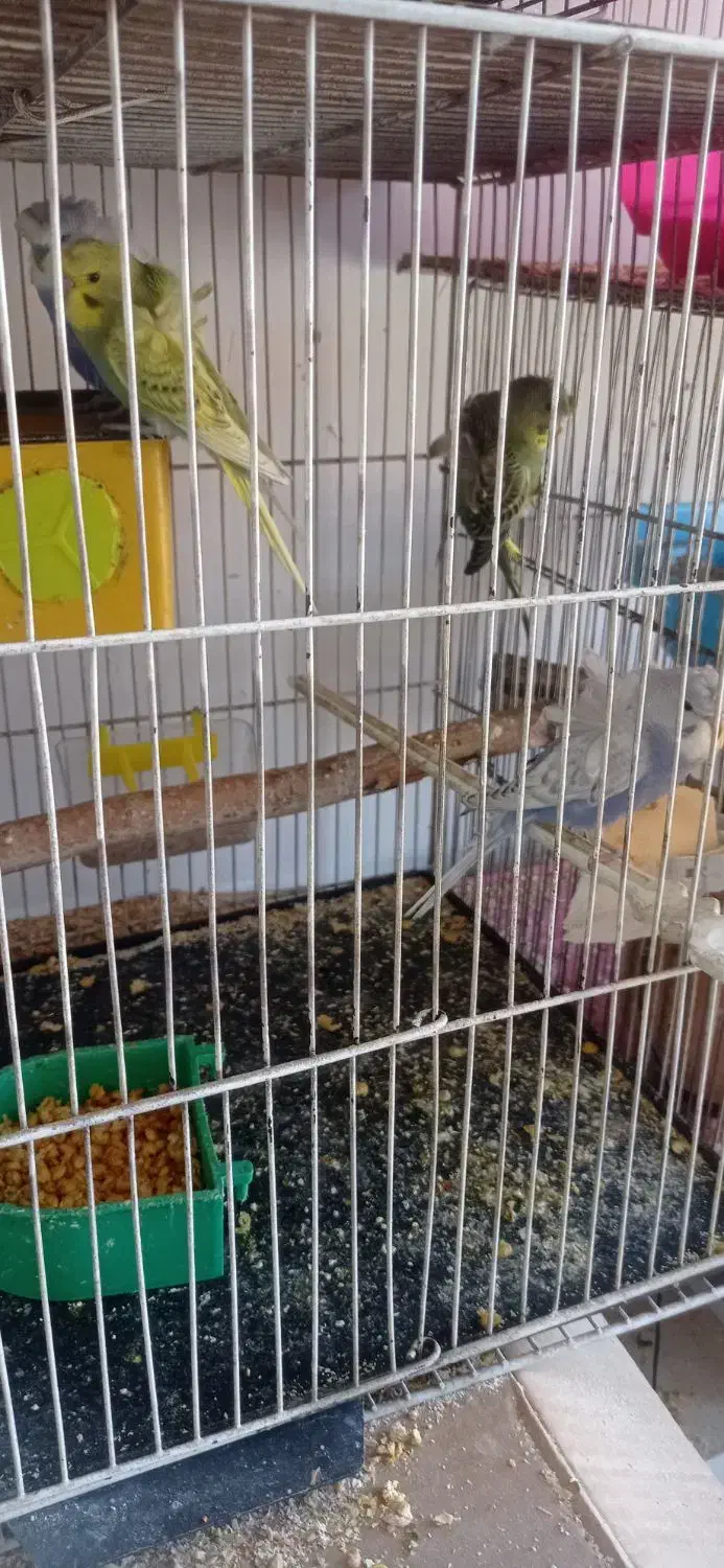 مرغ عشق پروانه ای، فنچ|پرنده|تبریز, |دیوار