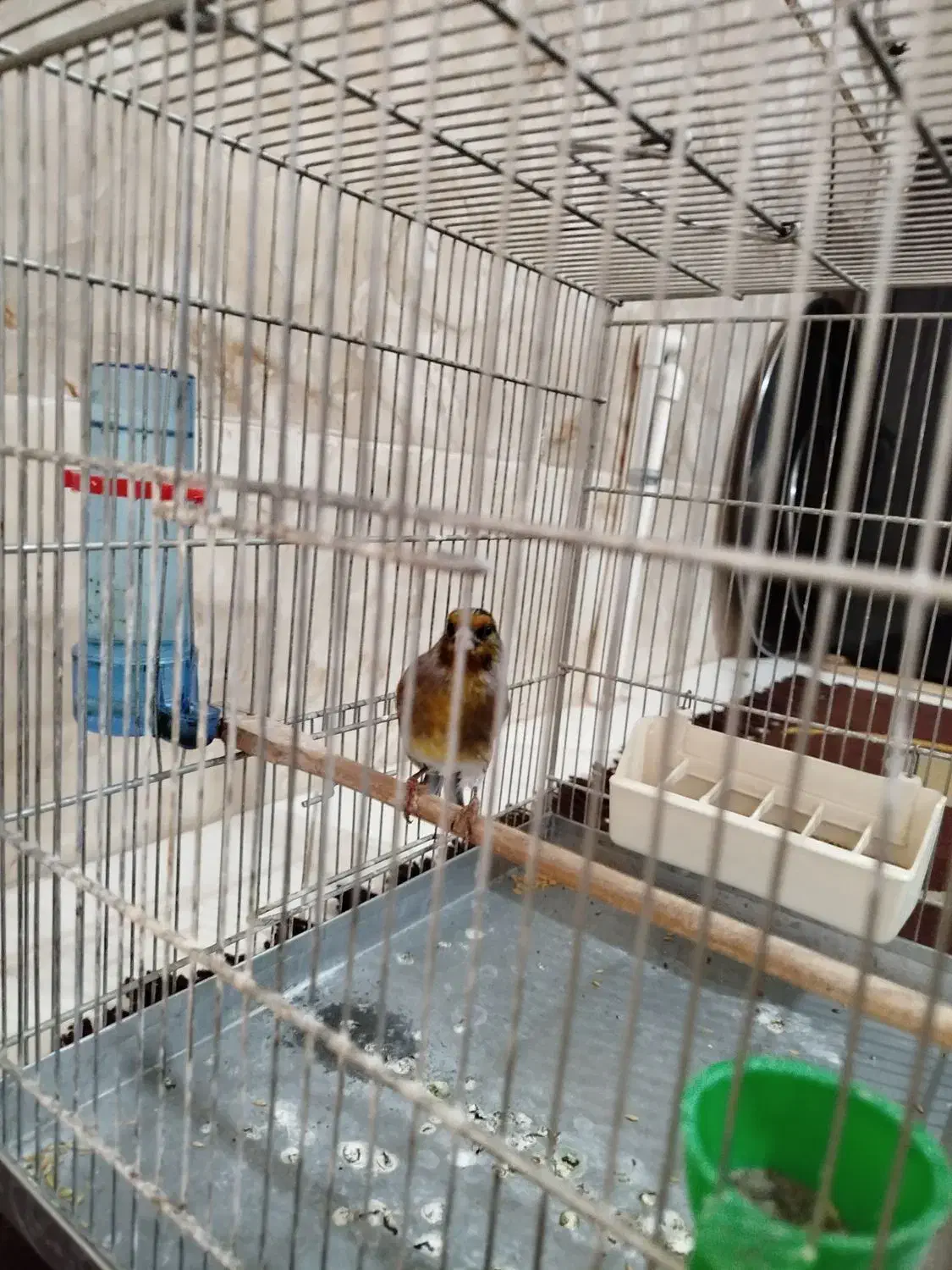 سهره قناری دهن لر|پرنده|شهریار, شهرک بهاران (ویره)|دیوار