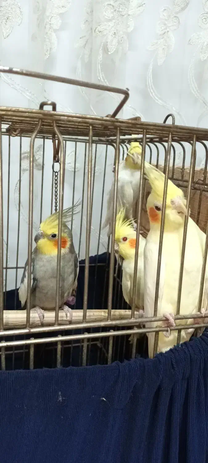 عروس هلندی پنج عدد|پرنده|سلمانشهر, |دیوار