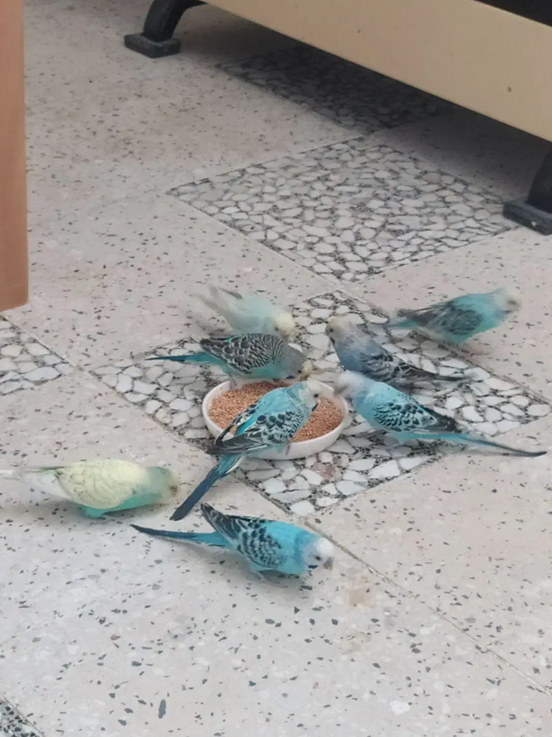 مرغ عشق|پرنده|اصفهان, سپاهان‌شهر|دیوار