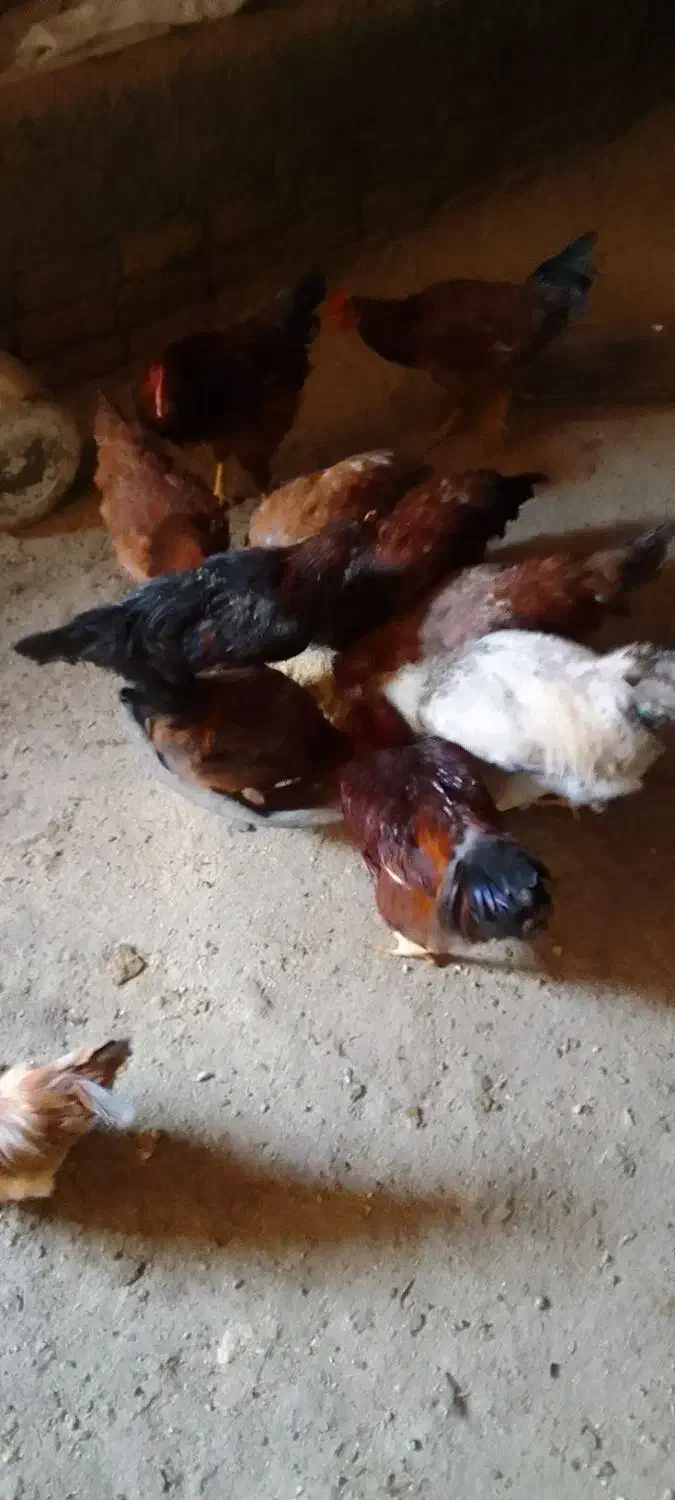 خروس محلی جوان|حیوانات مزرعه|شیروان (لرستان), |دیوار