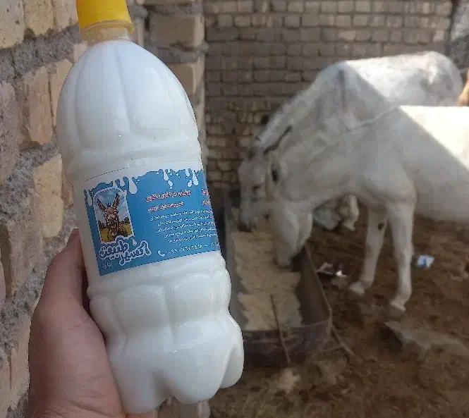 شیر تازه الاغ|خوردنی و آشامیدنی|قم, زنبیل آباد|دیوار