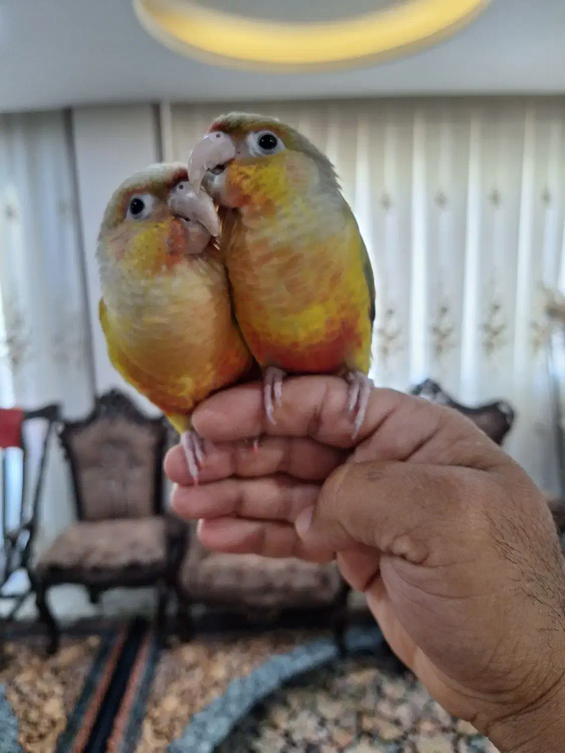 گم‌شده پرندگان|حیوانات|اصفهان, کوی شهید کشوری|دیوار