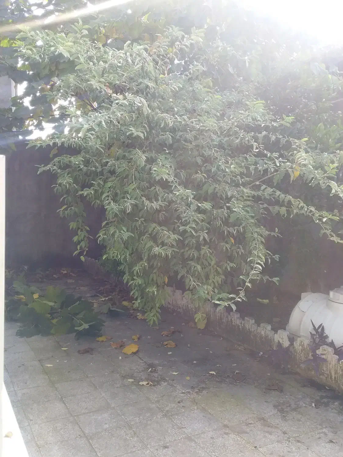 باغبانی و فضای سبز|خدمات باغبانی و درختکاری|بندر انزلی, پردیس|دیوار