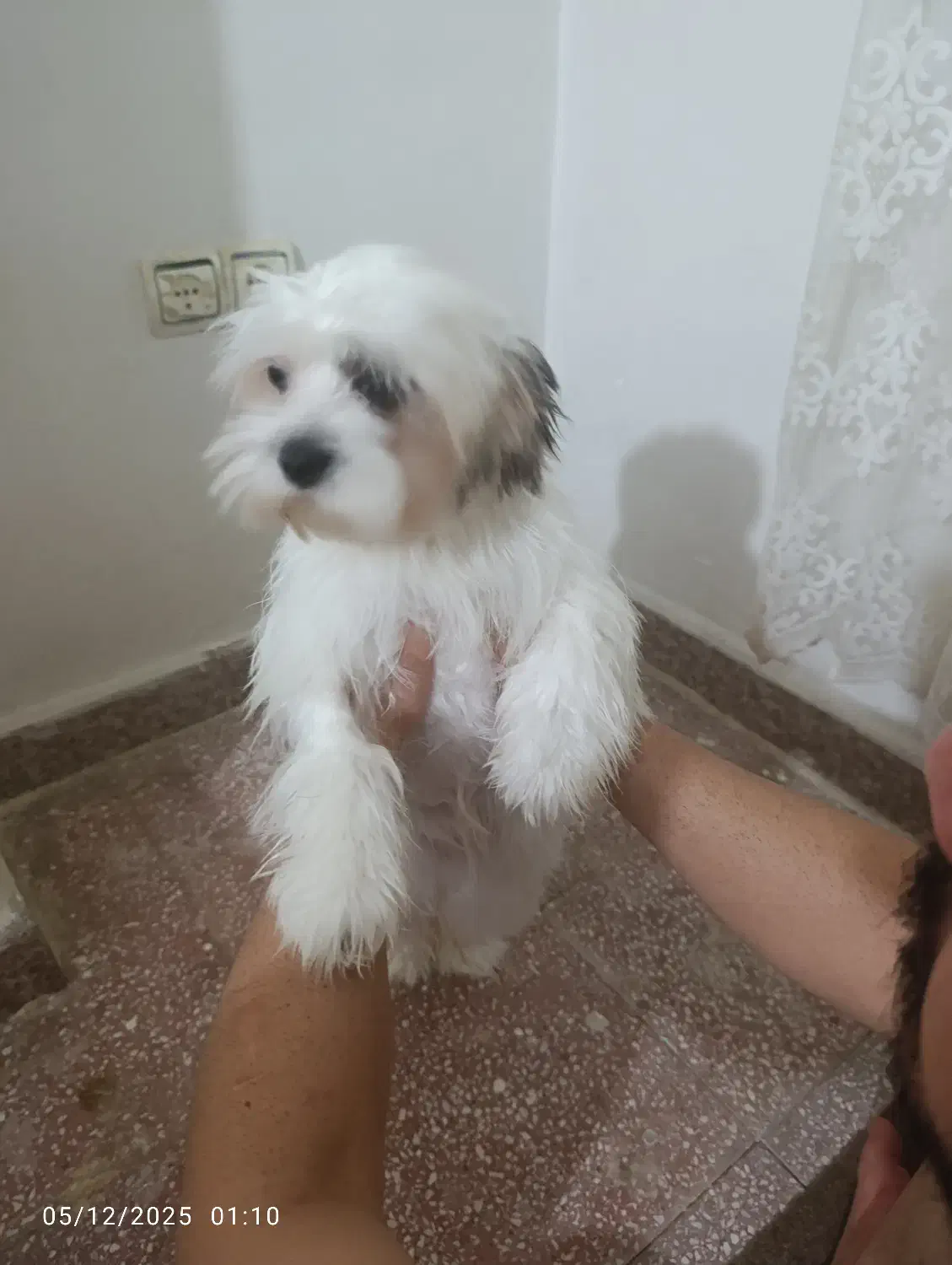 واگذاری یک قلاده سگ شیتزو کراس  ماده شش ماهه|سگ|قرچک, شهرک الحدید|دیوار