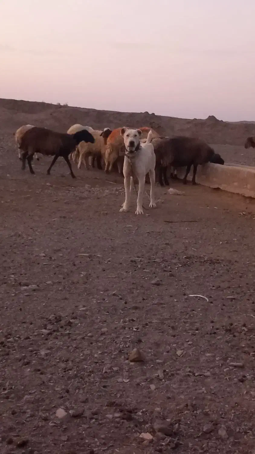 سگ گلگی|سگ|فردوس (خراسان), |دیوار