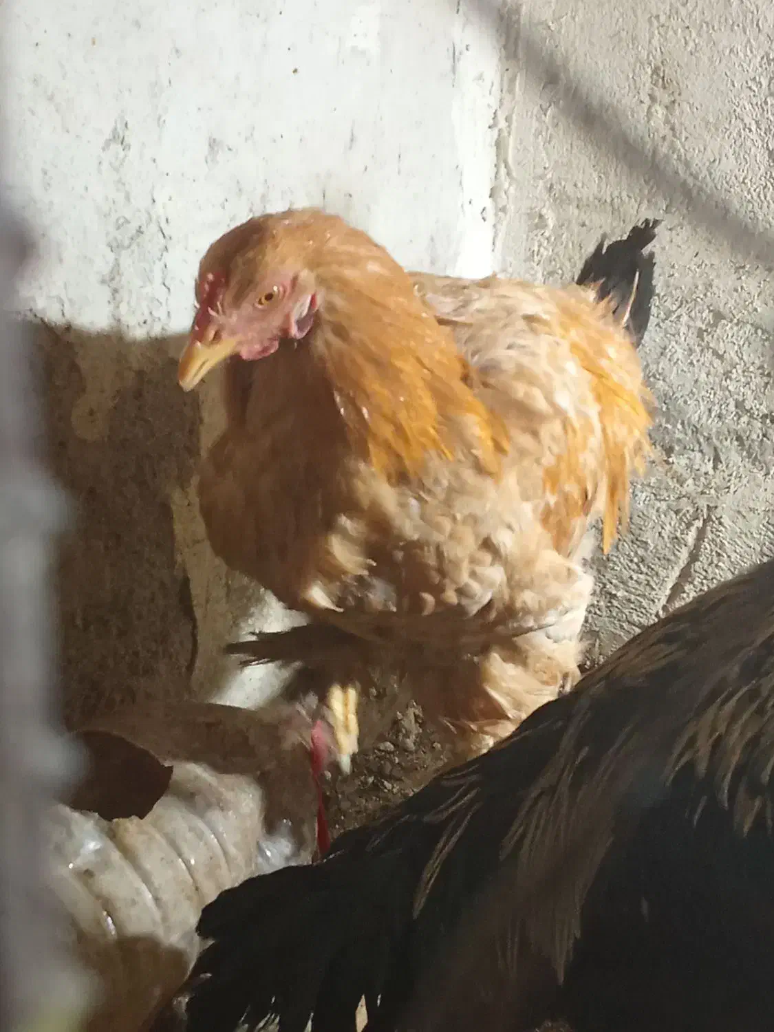 مرغ و خروس پاپر|حیوانات مزرعه|صائین قلعه, |دیوار