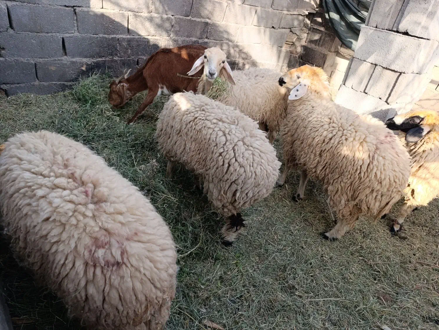 کاور بره|حیوانات مزرعه|بم, |دیوار