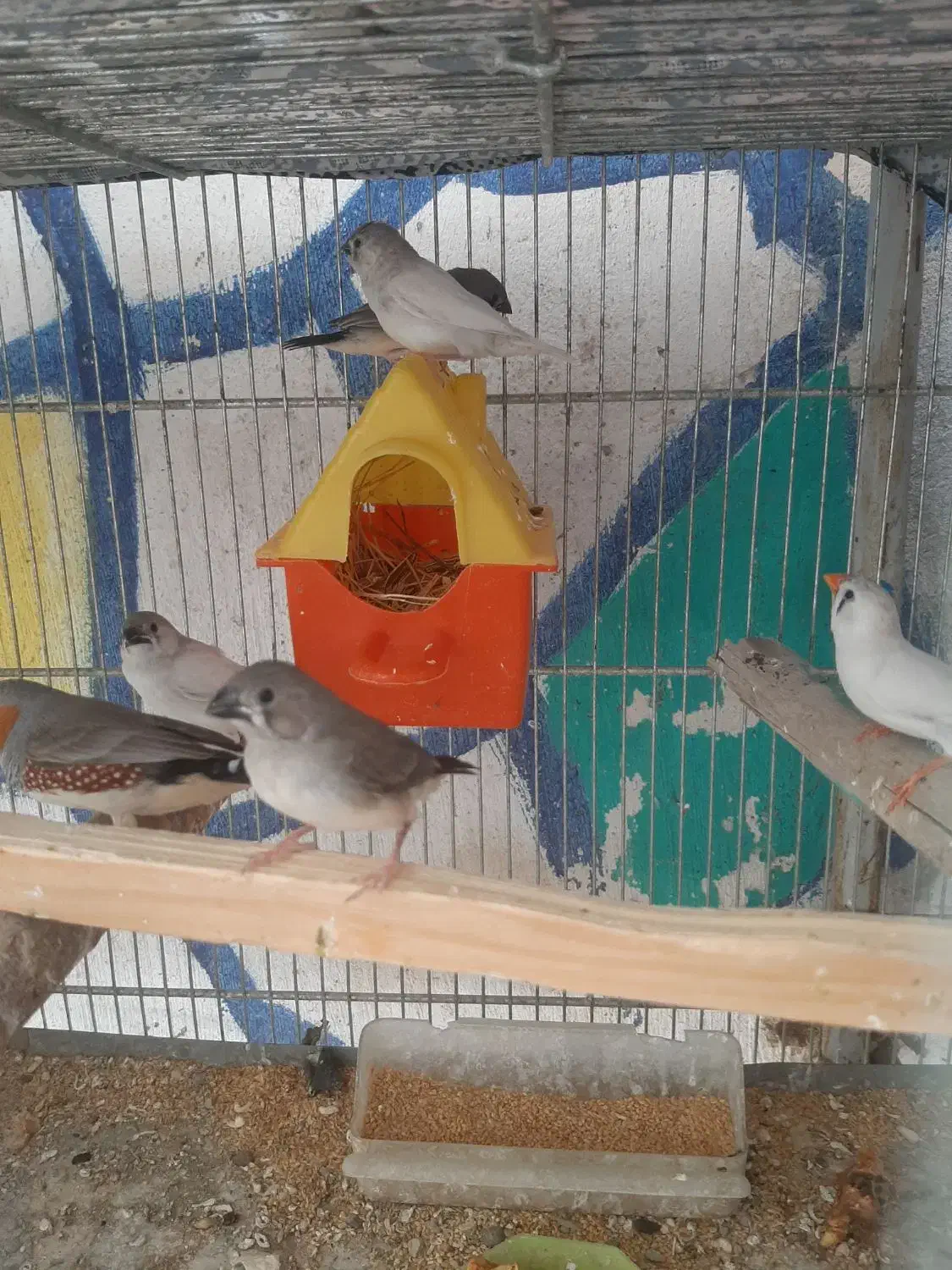 فنچ و طوطی|پرنده|رباط‌کریم, انجم آباد|دیوار