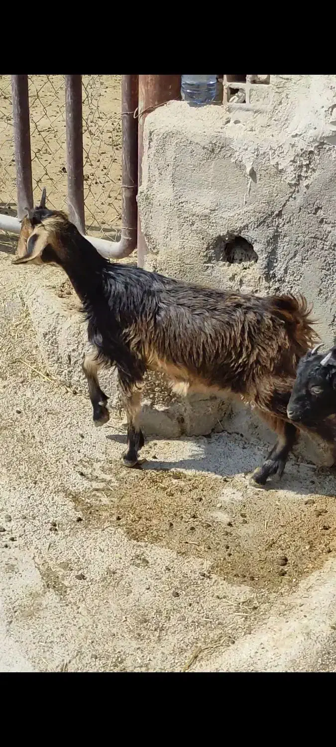 کهره ماده|حیوانات مزرعه|بهبهان, |دیوار