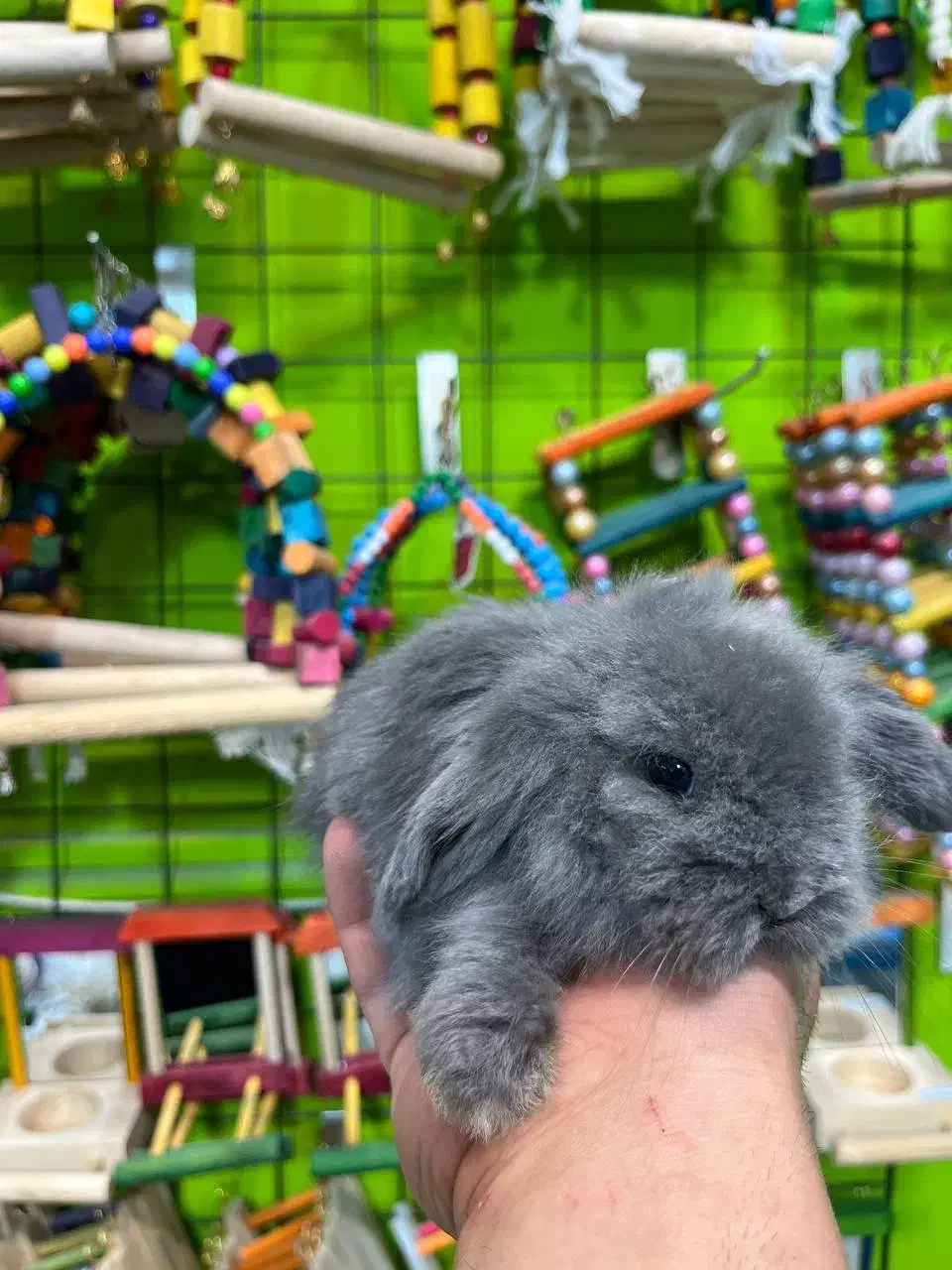 خرگوش مینی لوپ|موش و خرگوش|قائم‌شهر, |دیوار