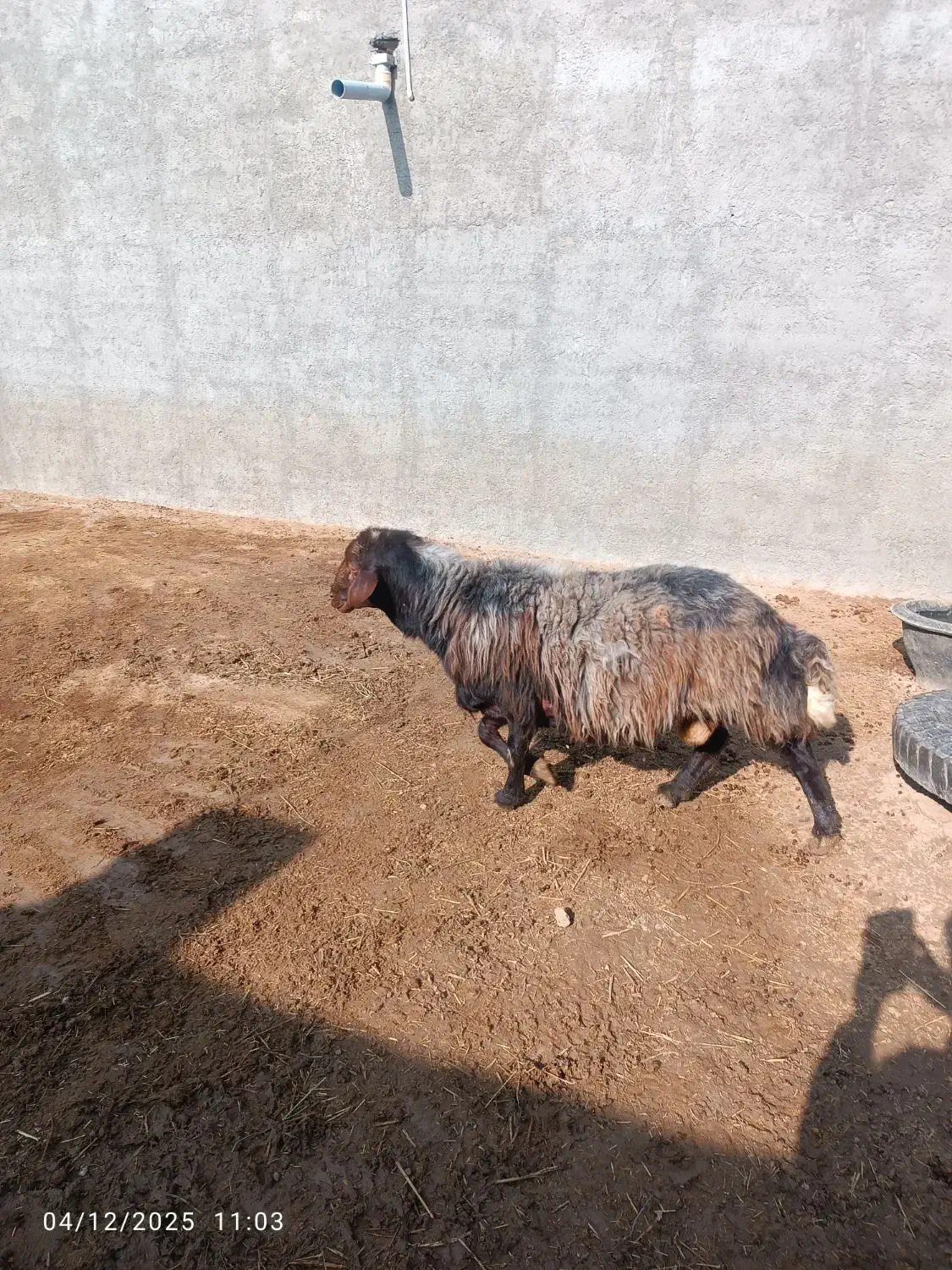 قوچ همو|حیوانات مزرعه|سبزوار, قصبه شرقی|دیوار