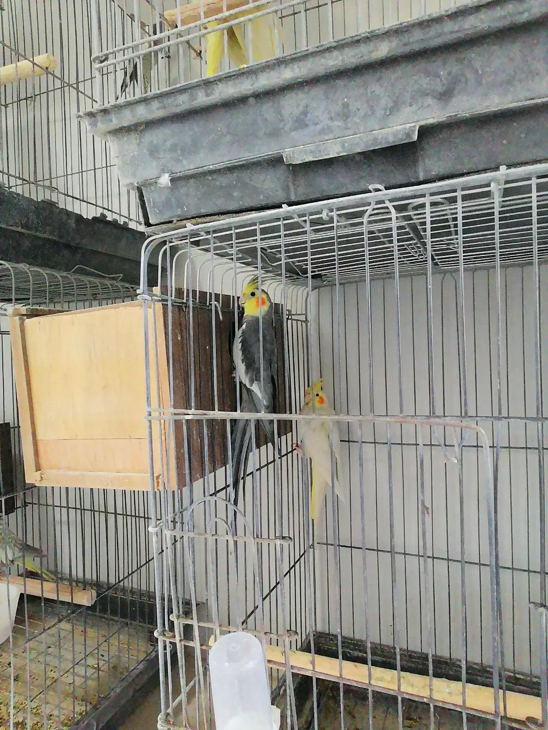 عروس هلندی با جوجه|پرنده|رفسنجان, |دیوار