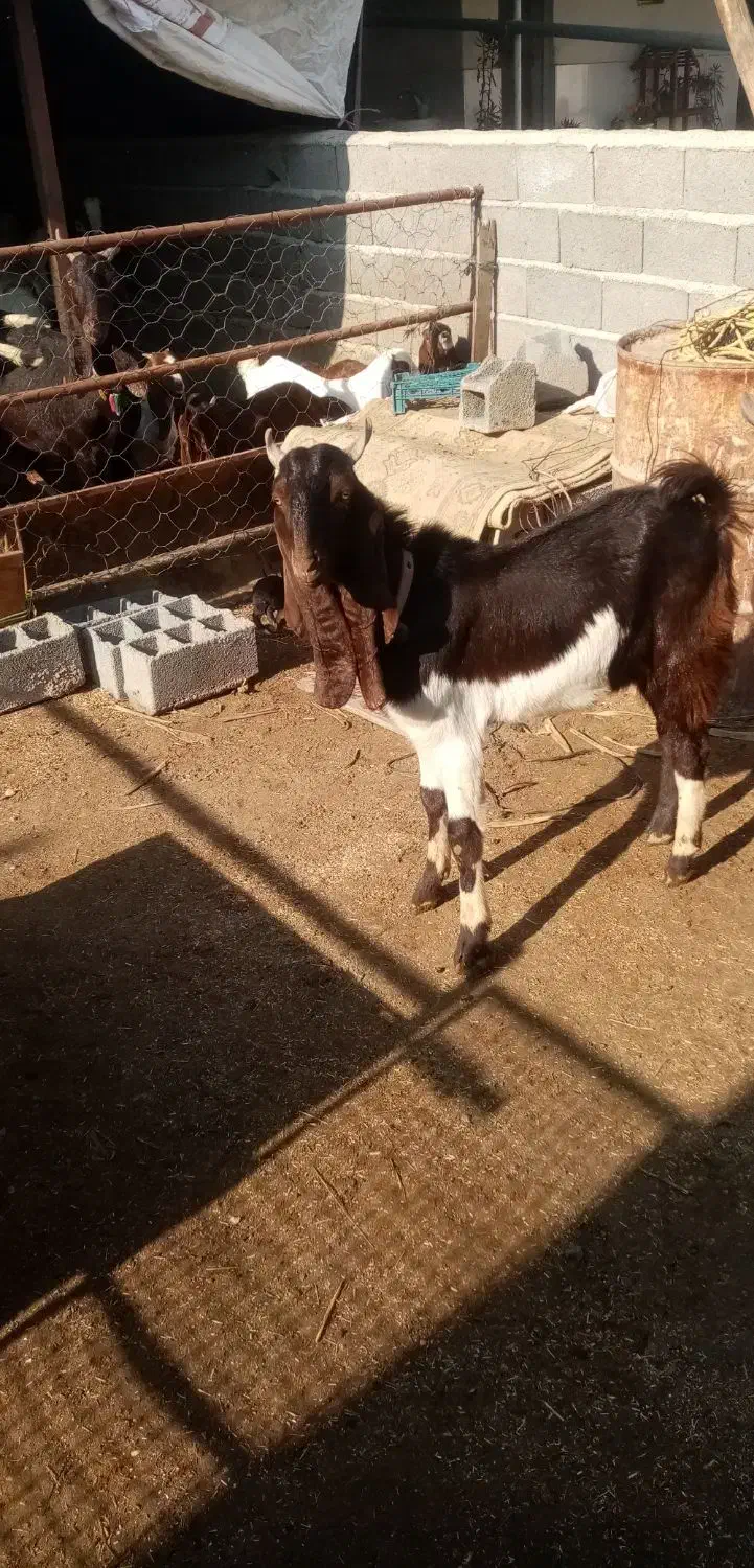 2عددنرتکه اصل پاکستان|حیوانات مزرعه|بندر ترکمن, |دیوار