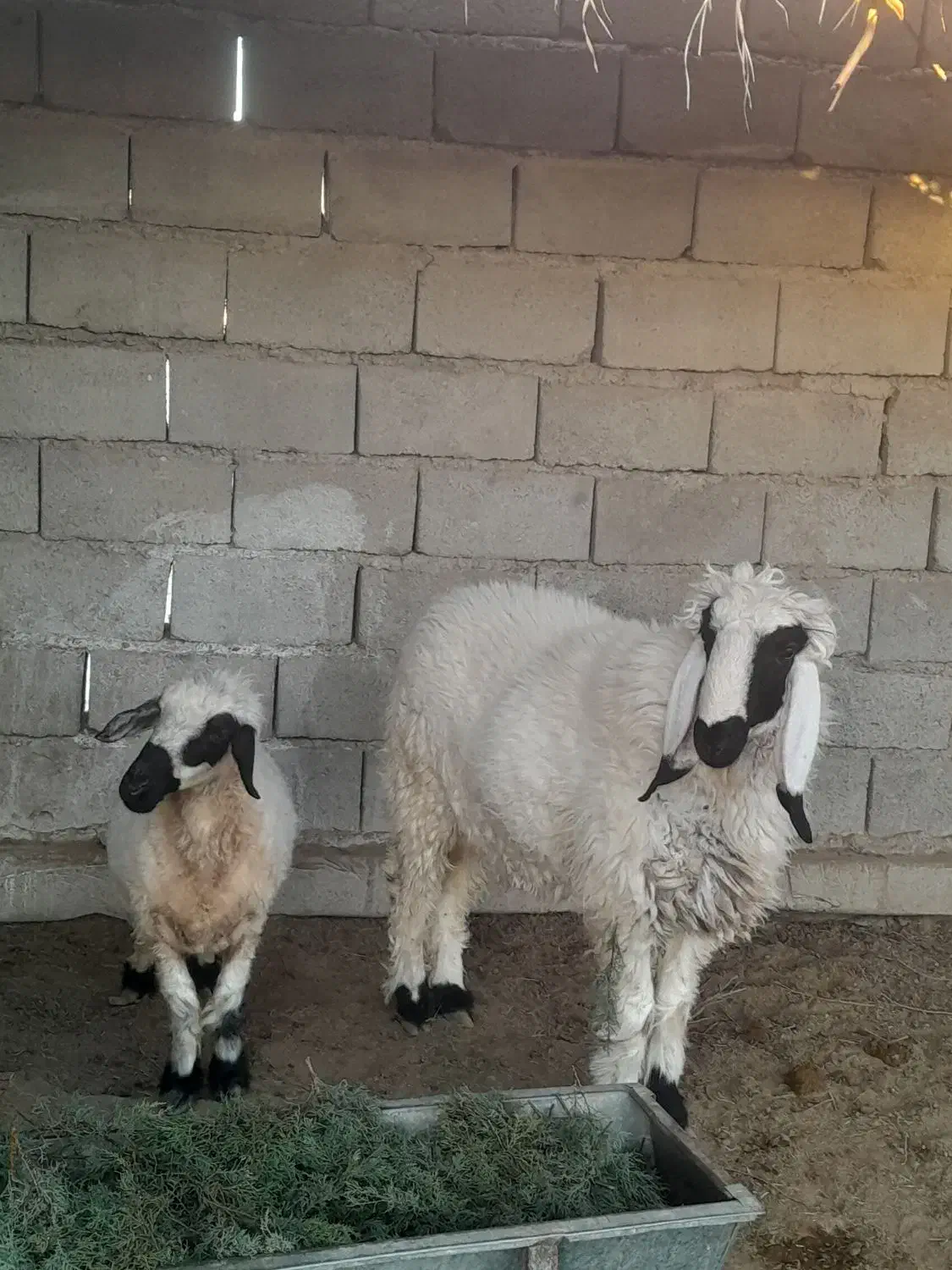بره نر و یک میش چاق و چله|حیوانات مزرعه|زابل, |دیوار