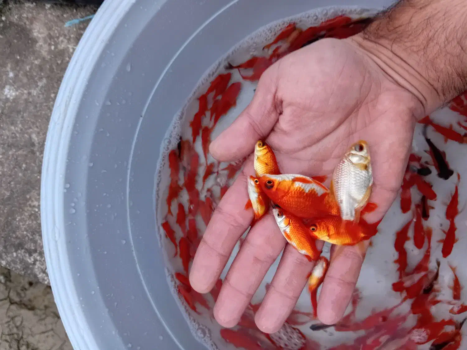 قرمز ماهی|ماهی|رشت, یخسازی|دیوار