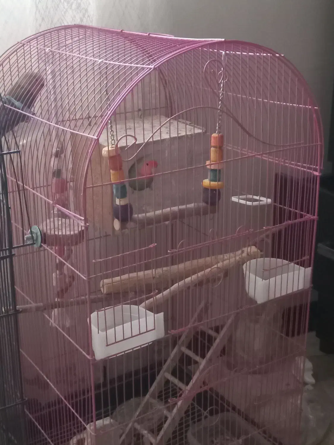 طوطی برزیلی|پرنده|پردیس, فاز ۳|دیوار