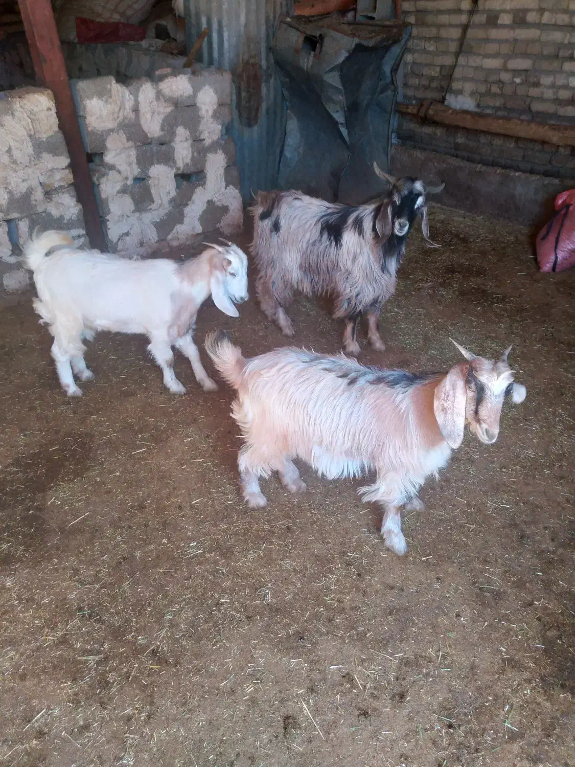 بزغاله|حیوانات مزرعه|بیرانوند, |دیوار