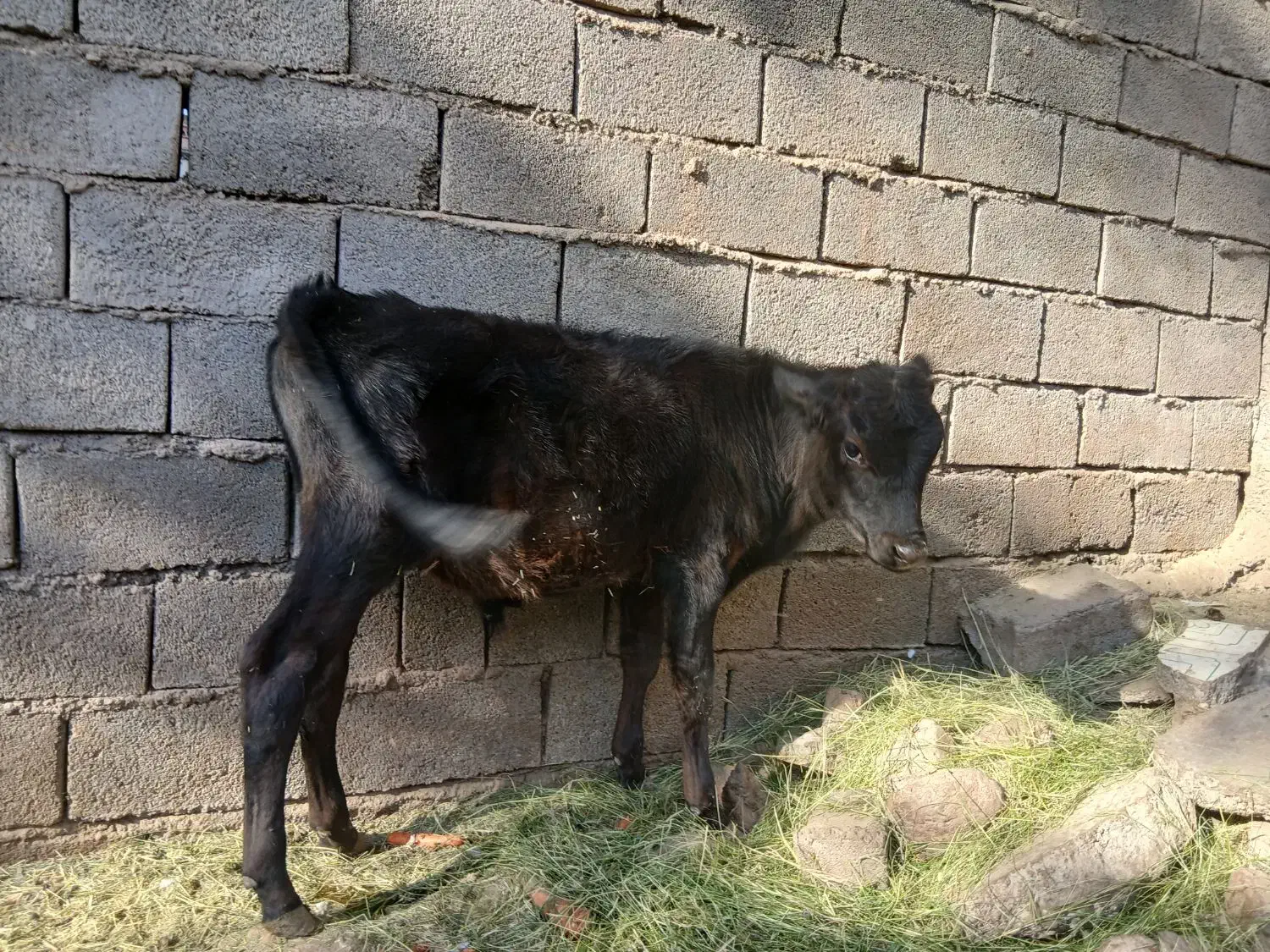 گوساله نر|حیوانات مزرعه|بم, |دیوار