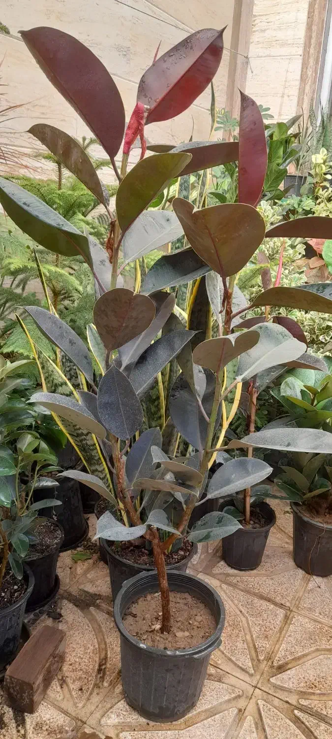 گل اپارتمانی خارجی پر برگ بادوام لطفا ورق بزن|گل و گیاه طبیعی|تبریز, |دیوار