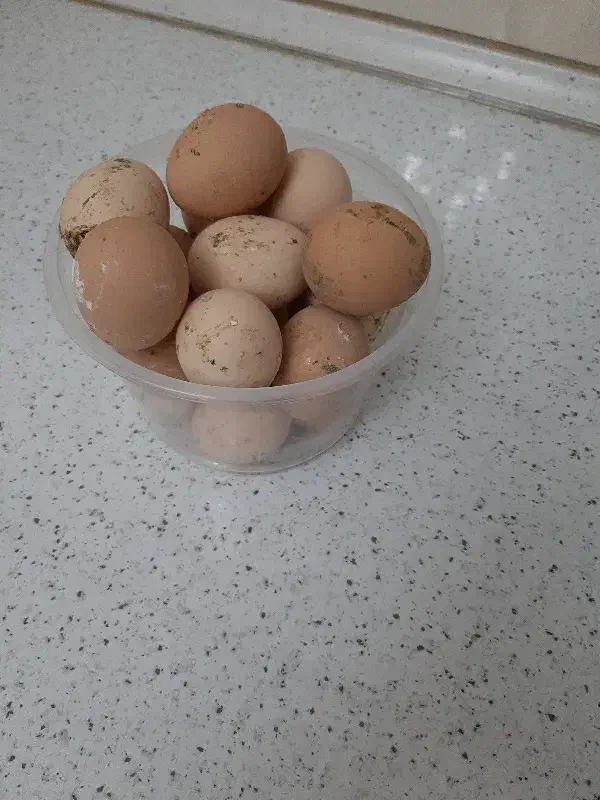 تخم لاری|حیوانات مزرعه|ورامین, ورامین|دیوار