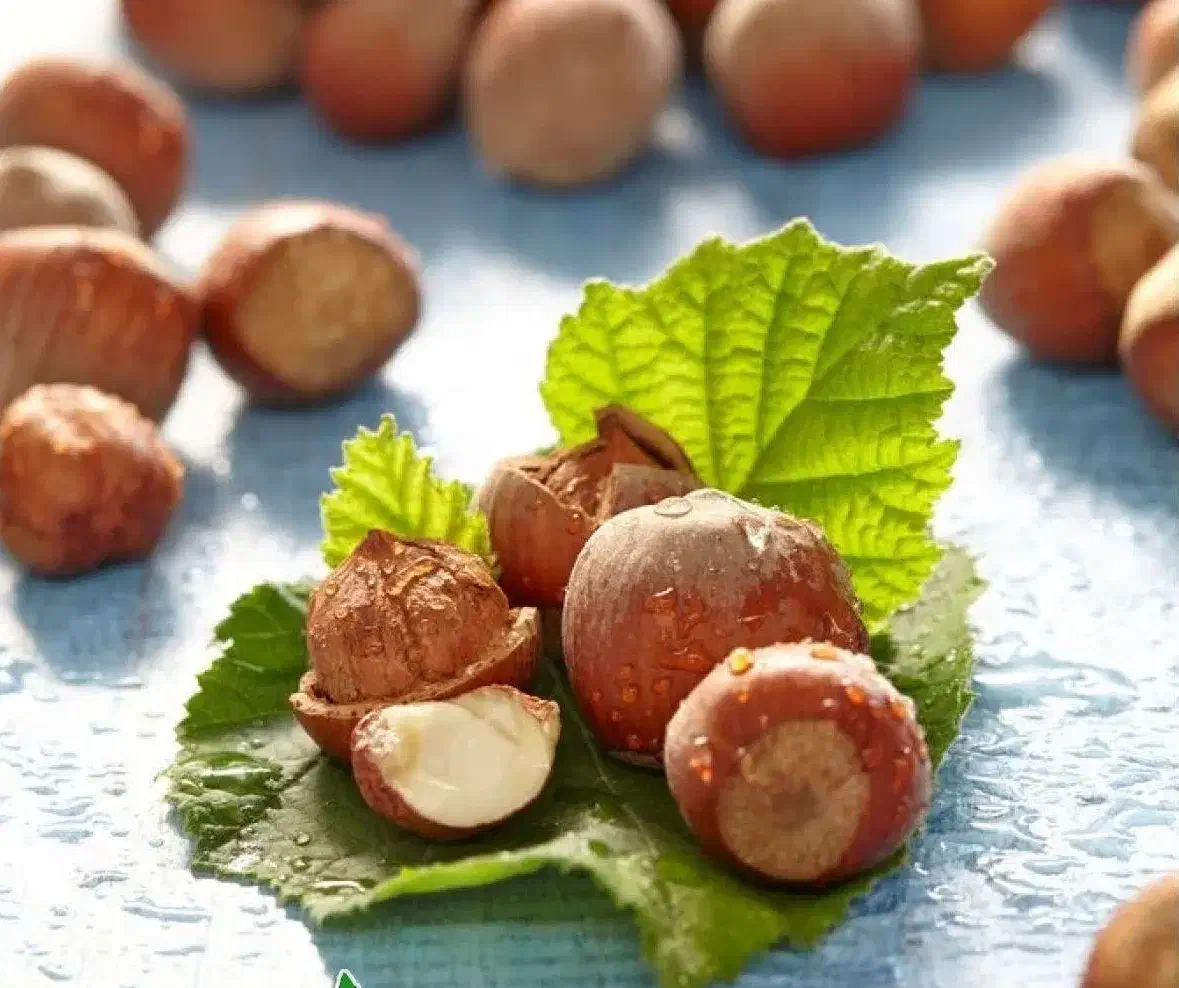 عرضه نهال فندق فرتیل دوکاتارد پربار|خدمات باغبانی و درختکاری|قروه, |دیوار