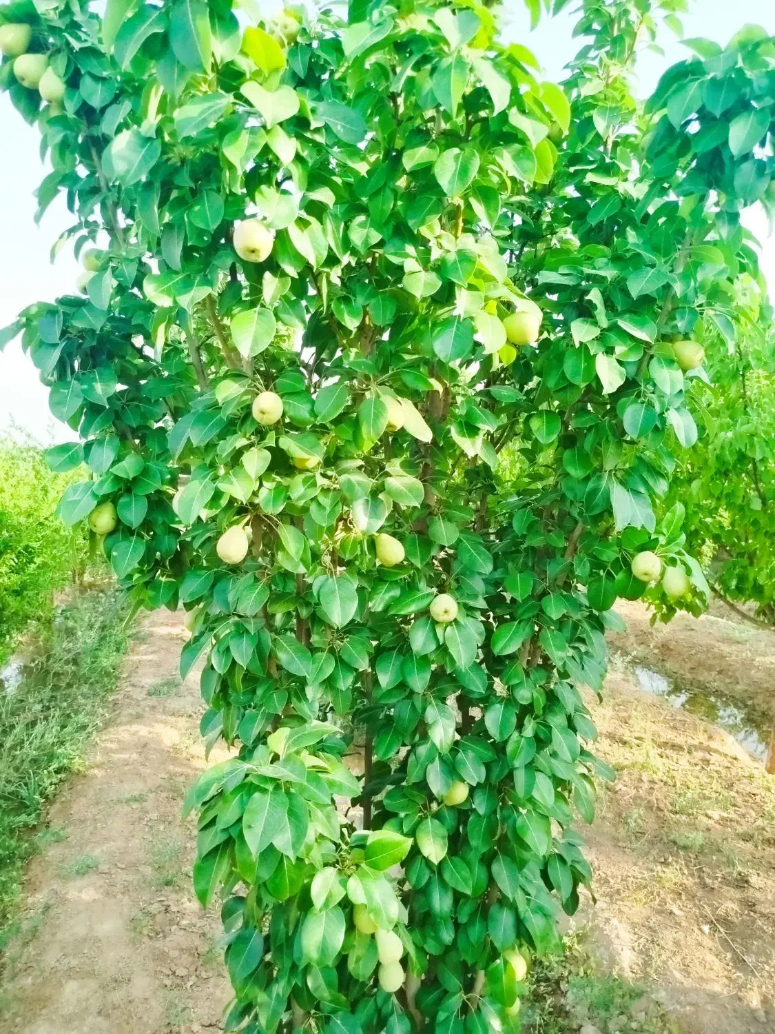 زمین باغی|فروش دفتر صنعتی، کشاورزی، تجاری|حبیب آباد, |دیوار