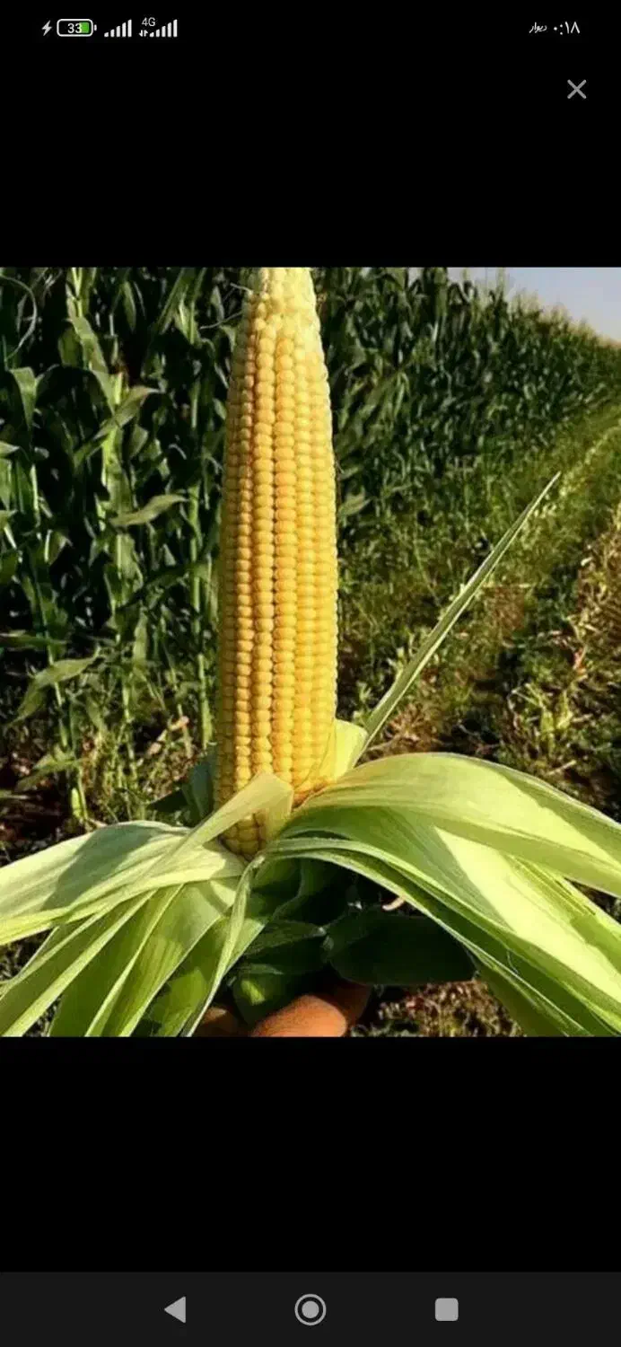 ذرت علوفه تحویل درب منزل|عمدهفروشی|کارزان, |دیوار