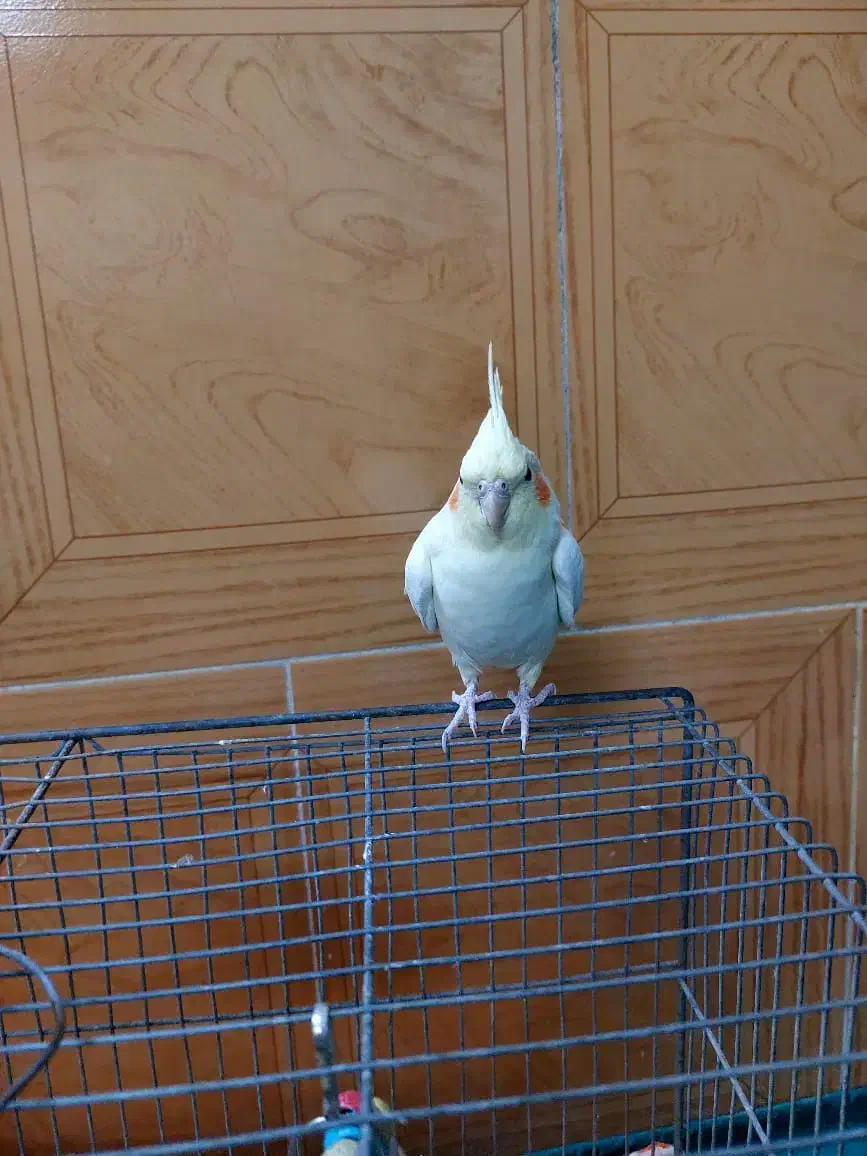 عروس هلندی زیبا بازی گوش|پرنده|اردکان, |دیوار