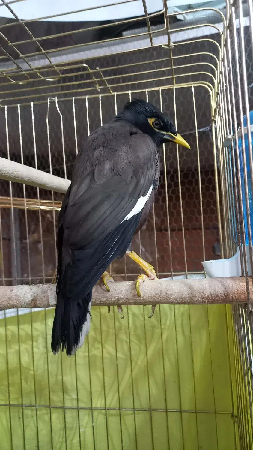 مرغ مینا|پرنده|خمینی‌شهر, |دیوار