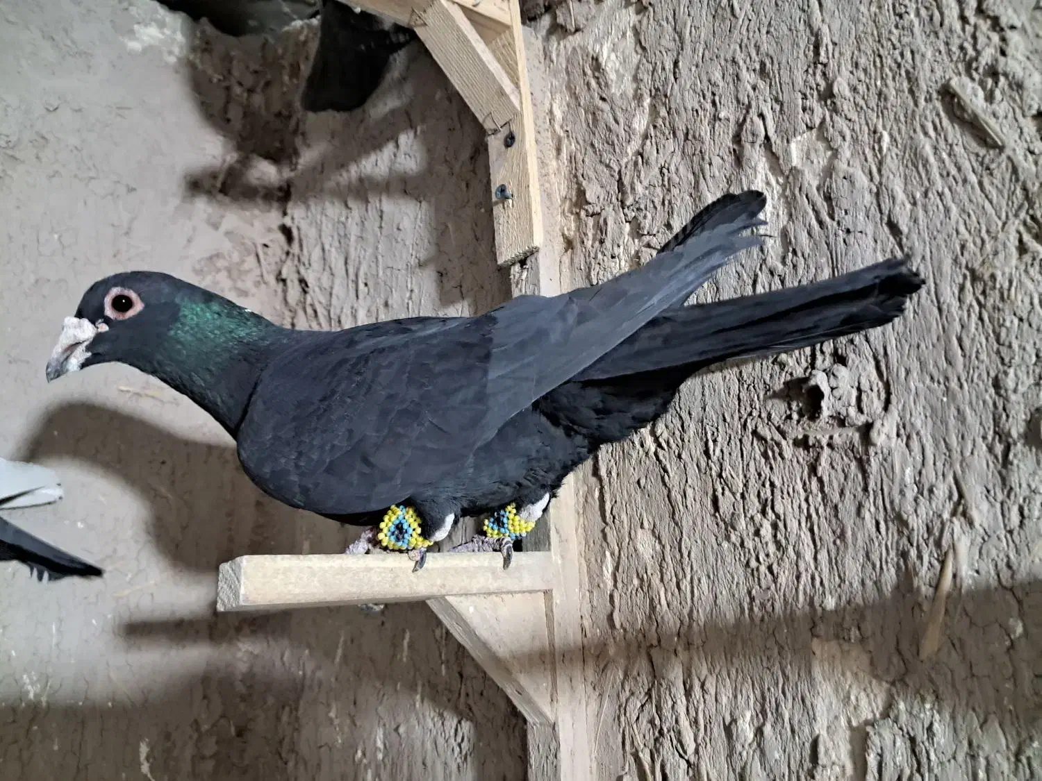 کلاغ گوک تبعیدی|پرنده|کرمان, |دیوار