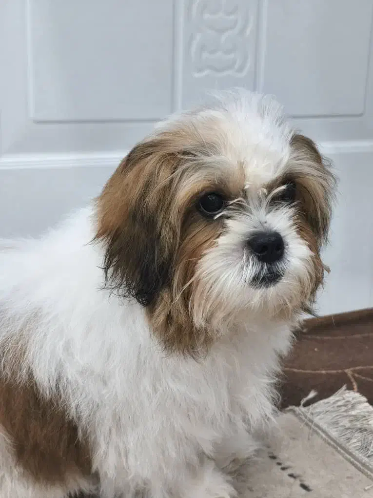 سگ شیتزو|سگ|بوشهر, |دیوار