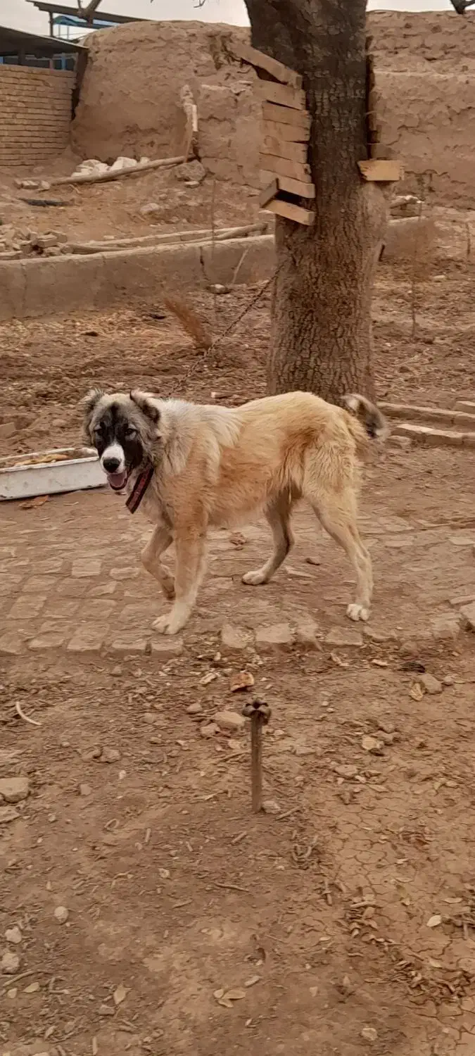 توله سرابی|سگ|الوند, |دیوار