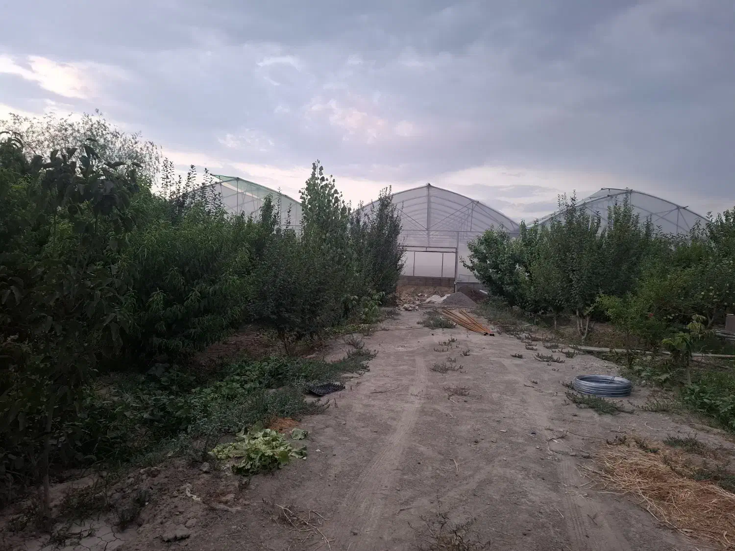 گلخانه به متراژ 15000 متراژ 2000متر درختان میوه|فروش دفتر صنعتی، کشاورزی، تجاری|هشتگرد, تهران دشت|دیوار