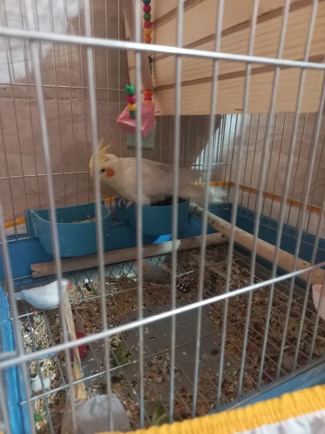 فروش عروس هلندی|پرنده|شیراز, شهرک گلها|دیوار