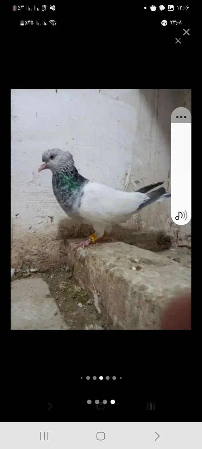 کله ماده|پرنده|مشهد, باغستان|دیوار