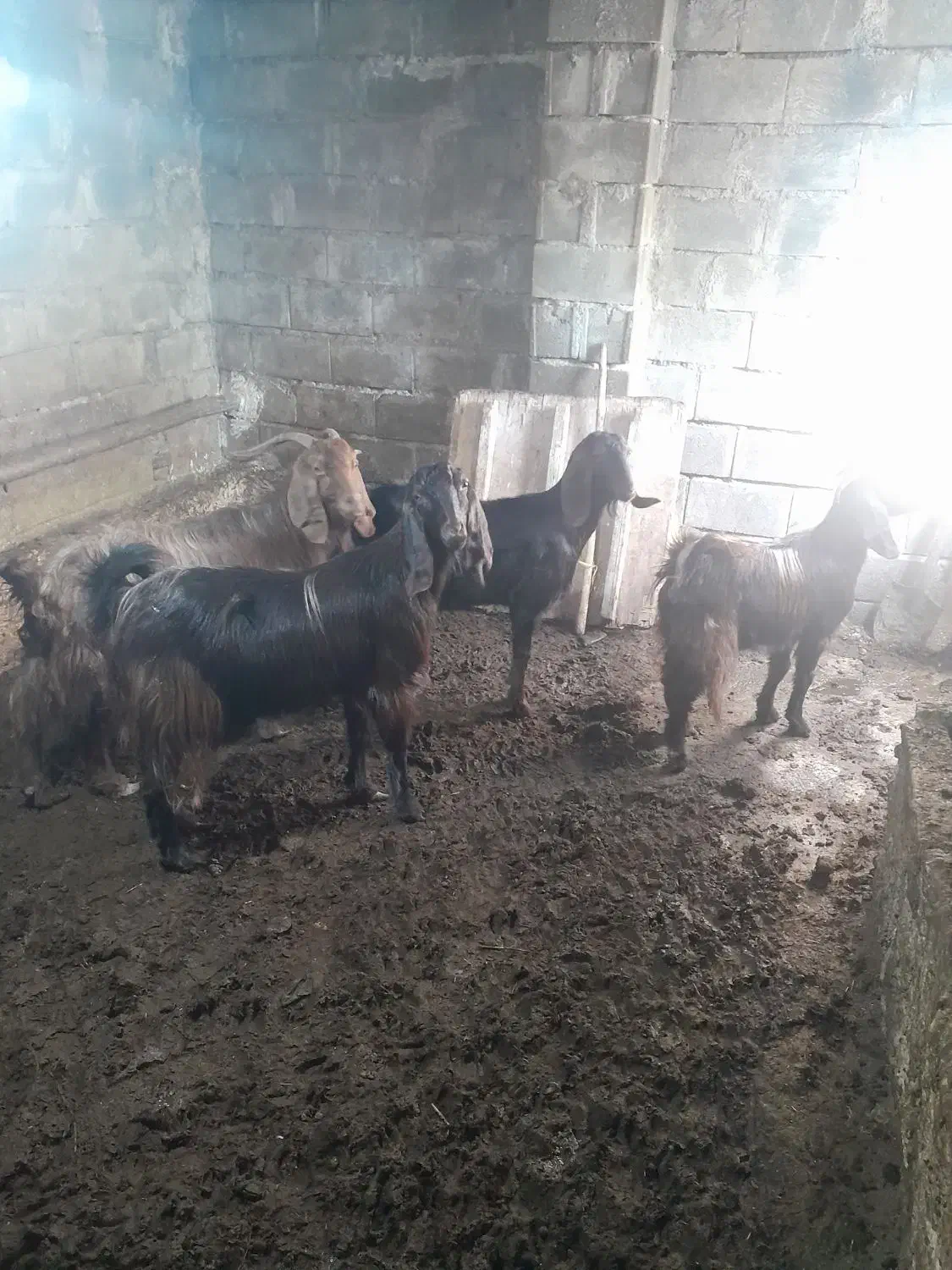 بز و ورن|حیوانات مزرعه|کرمانشاه, |دیوار