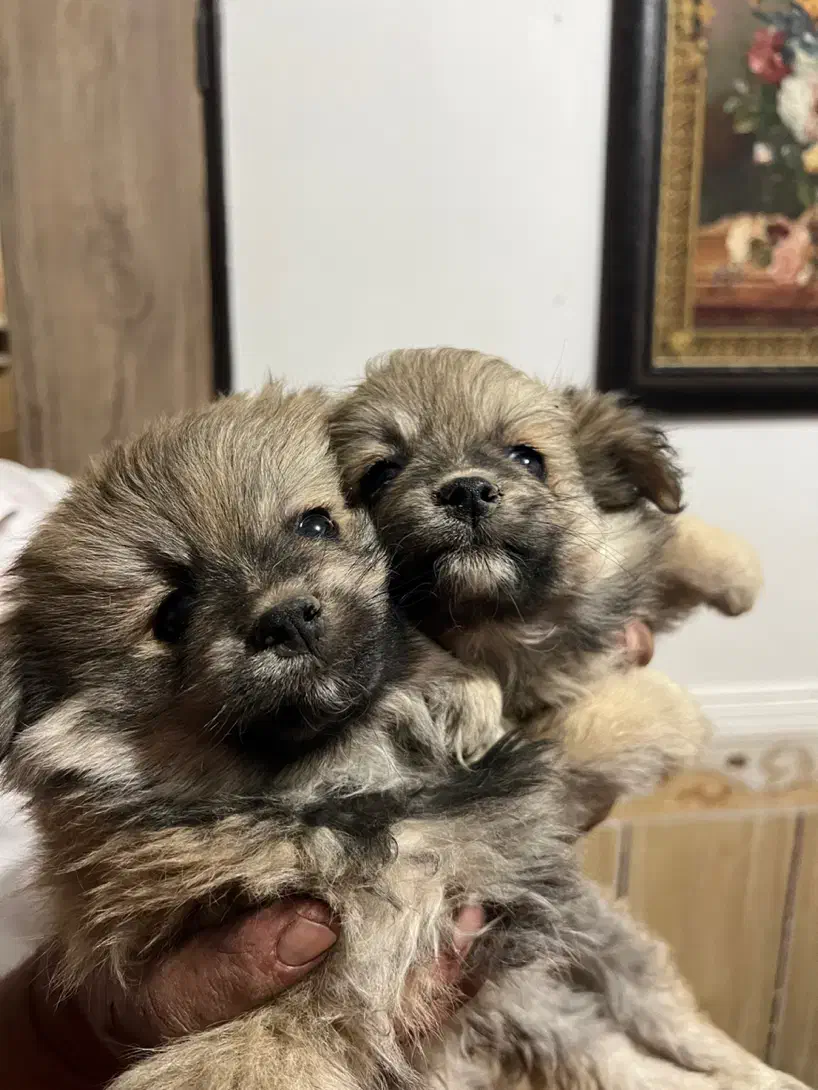 توله میکس پامر و اشپیتز|سگ|شهرکرد, |دیوار