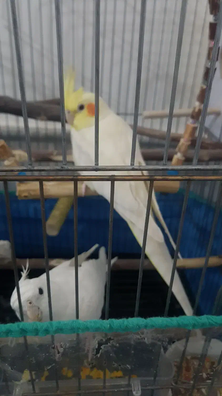 عروس هلندی|پرنده|قم, شهرک فاطمیه|دیوار