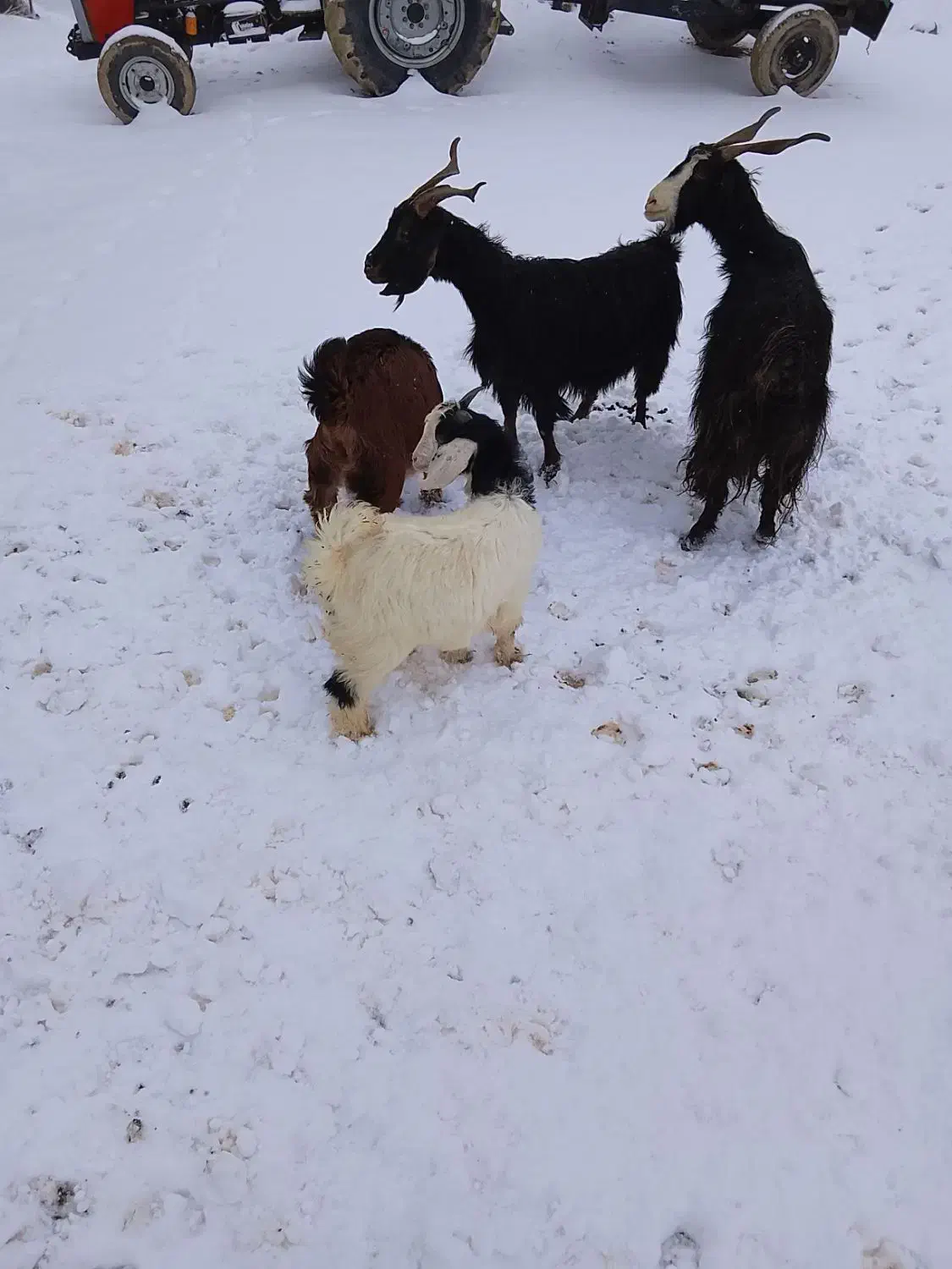 بز و بزغاله|حیوانات مزرعه|بیرانوند, |دیوار