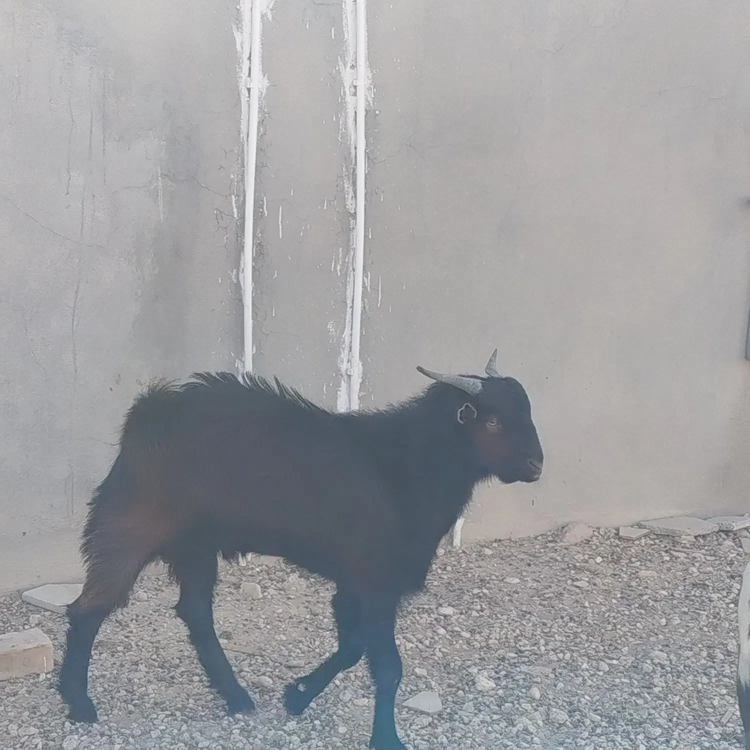 چکل خانگی نژاد خوب|حیوانات مزرعه|بیرم, |دیوار