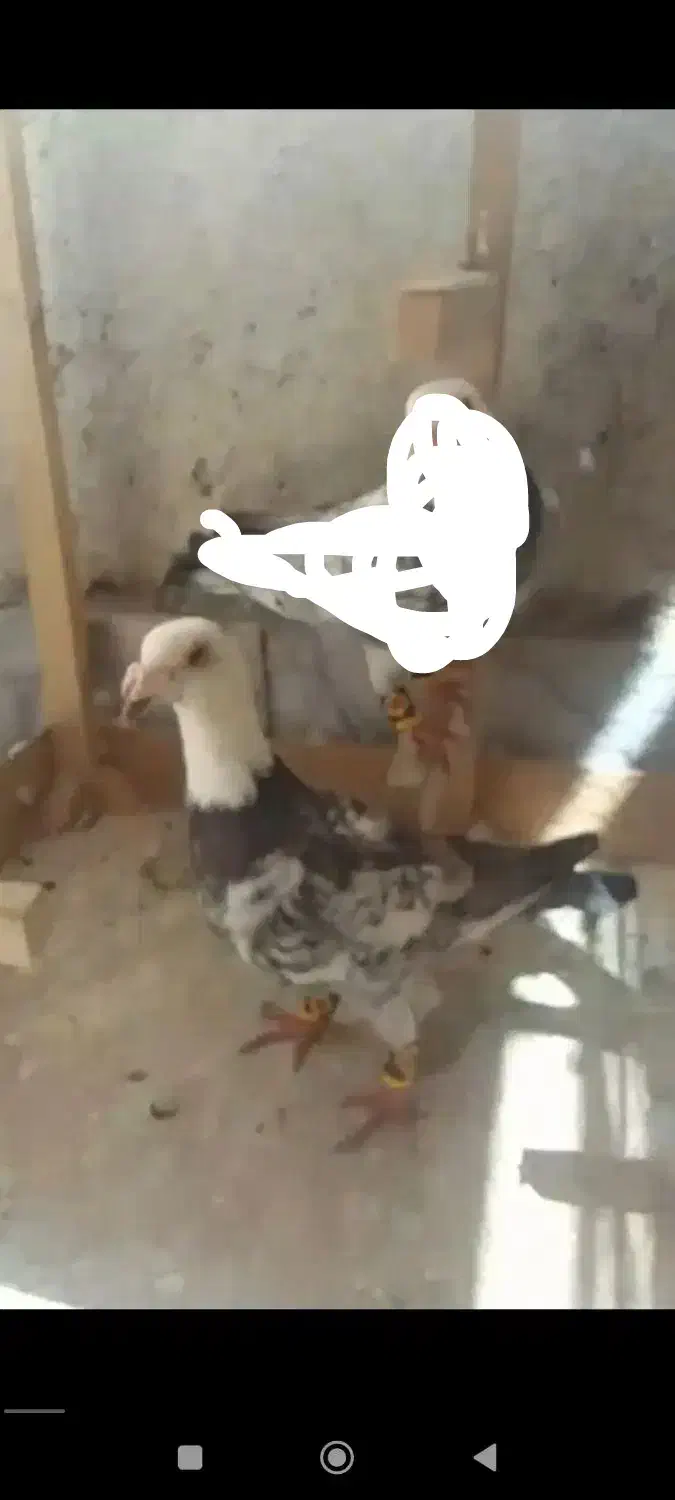 کفتر سوسکی یا بزک گمشده|پرنده|مشهد, شهید قربانی|دیوار