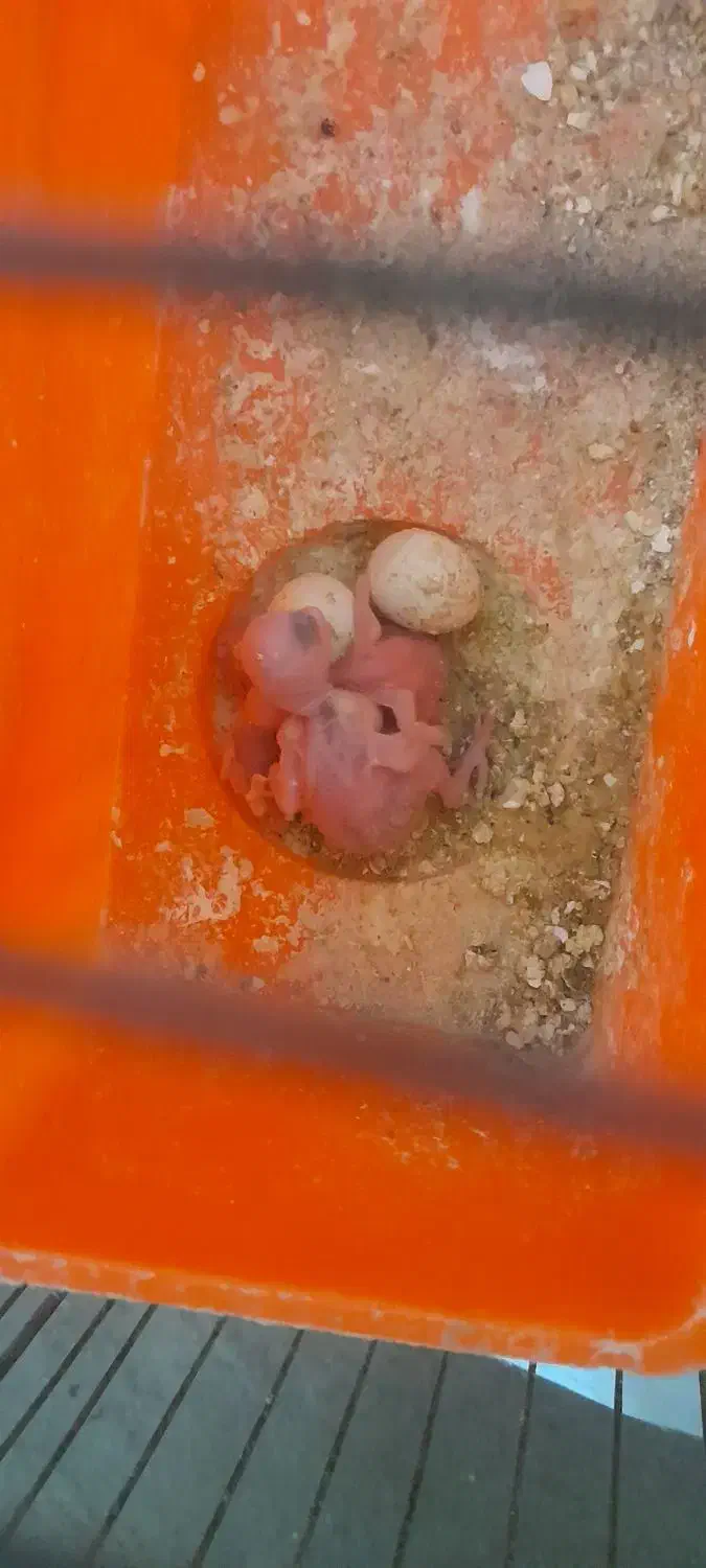 مرغ عشق|پرنده|گتوند, |دیوار